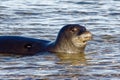 Hawaiian Monk Seal Swimming & Playing Closer to Shore at Poi Pu Beach Maui Royalty Free Stock Photo