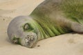 Hawaiian Monk Seal Sleeping On the Sand Close Up Face with Algae Royalty Free Stock Photo