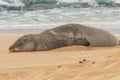 Endangered Hawaiian Monk Seal on Beach