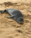 Endangered Hawaiian Monk Seal Resting in the Sand at Poipu Beach in Kauai Royalty Free Stock Photo