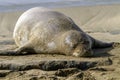 Hawaiian Monk Seal Kauai Hawaii Royalty Free Stock Photo