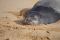 Endangered Hawaiian Monk Seal Resting in the Sand at Poipu Beach in Kauai Royalty Free Stock Photo