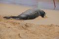 Endangered Hawaiian Monk Seal Resting in the Sand at Poipu Beach in Kauai