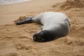 Endangered Hawaiian Monk Seal Resting in the Sand at Poipu Beach in Kauai