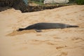 Endangered Hawaiian Monk Seal rests on Poipu Beach in Kauai with its head burrowed in the sand. Royalty Free Stock Photo