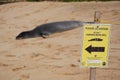 Endangered Hawaiian Monk Seal rests on Poipu Beach in Kauai behind a sign and rope to keep people at a distance. Royalty Free Stock Photo