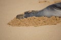 Endangered Hawaiian Monk Seal Resting in the Sand at Poipu Beach in Kauai