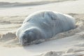 Endangered Hawaiian monk seal with silver grey fur relaxing and sleeping on the beach on Oahu island. Royalty Free Stock Photo