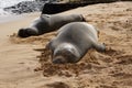 Endangered Hawaiian Monk Seals Resting in the Sand at Poipu Beach in Kauai
