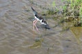 Hawaiian stilt water bird, Kealia Coastal Boardwalk, Maui, Hawaii