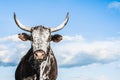 Endangered Horny Spotted Cow. Nguni Cattle Ranch Farming. Africa Cattle Cow. Royalty Free Stock Photo