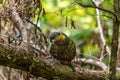 A Beautiful Endangered Kaka Parrot Foraging for Food in the Forest