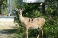 Endangered Key Deer in Florida Keys