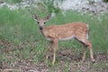 Endangered Key Deer Fawn Royalty Free Stock Photo