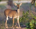 Endangered Key Deer standing on limestone base with palm and pal