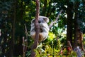 Cute Koala bear on the tree limbs, grey fur koala is relaxing on the limp, Native Australian Animal Royalty Free Stock Photo