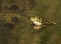 Close Up of Endangered Leopard Frog in Pond with Reflection Royalty Free Stock Photo