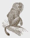 Endangered lion-tailed macaque macaca silenus in back view sitting on a branch Royalty Free Stock Photo