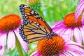 Endangered list Monarch butterfly on coneflowers Royalty Free Stock Photo