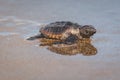 An endangered Loggerhead turtle hatchling Royalty Free Stock Photo