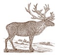 Endangered male boreal woodland caribou or reindeer rangifer tarandus caribou in side view, standing in a landscape