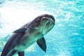 An endangered mekong giant catfish Pangasianodon gigas while swimming on a blue water aquarium Royalty Free Stock Photo