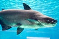 An endangered mekong giant catfish Pangasianodon gigas while swimming on a blue water aquarium Royalty Free Stock Photo