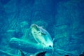 An endangered mekong giant catfish Pangasianodon gigas while swimming on a blue water aquarium Royalty Free Stock Photo