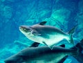 An endangered mekong giant catfish Pangasianodon gigas while swimming on a blue water aquarium Royalty Free Stock Photo
