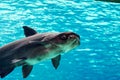 An endangered mekong giant catfish Pangasianodon gigas while swimming on a blue water aquarium Royalty Free Stock Photo