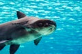 An endangered mekong giant catfish Pangasianodon gigas while swimming on a blue water aquarium Royalty Free Stock Photo