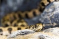 Endangered Milos grass snake on rocky surface Royalty Free Stock Photo
