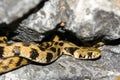 Endangered Milos grass snake on rocky surface Royalty Free Stock Photo