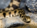 Endangered Milos grass snake on rocky surface Royalty Free Stock Photo