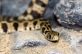 Endangered Milos grass snake on rocky surface Royalty Free Stock Photo
