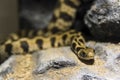 Endangered Milos grass snake on rocky surface Royalty Free Stock Photo