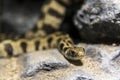 Endangered Milos grass snake on rocky surface Royalty Free Stock Photo