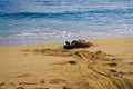 Endangered Monk Hawaiian seal Royalty Free Stock Photo
