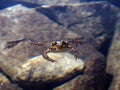 An endangered mountain yellow legged frog swimming