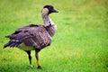 Endangered Nene Goose is Banded WFT