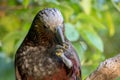 Kaka Parrot Eating Seeds Royalty Free Stock Photo