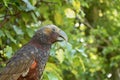 New Zealand Kaka Parrot With Blurred Background Royalty Free Stock Photo