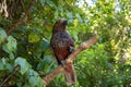 New Zealand Kaka Parrot Portrait Royalty Free Stock Photo