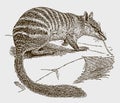 Endangered numbat myrmecobius fasciatus catching insects on the ground with its long tongue