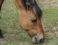 Endangered Ojibwe Horse or Lac La Croix Indian Pony. Face headshot