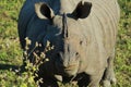 Endangered one horned indian rhinoceros rhinoceros unicornis in kaziranga national park Royalty Free Stock Photo
