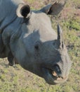 Endangered one horned indian rhinoceros rhinoceros unicornis in kaziranga national park Royalty Free Stock Photo