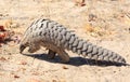 Endangered Pangolin walking across the dry dusty ground in Hwamnge National Park