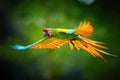 Endangered parrot, Great green macaw, Ara ambigua guayaquilensis in flight. Green-yellow, wild tropical rain forest parrot, flying