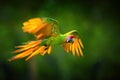 Endangered parrot, Great green macaw, Ara ambigua guayaquilensis in flight. Green-yellow, wild tropical rain forest parrot, flying Royalty Free Stock Photo